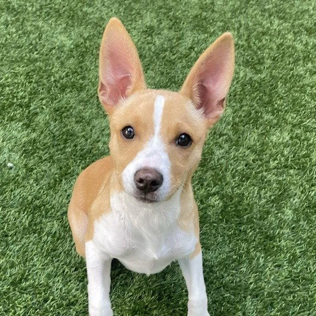 A baby medium-sized female Terrier dog named Chulita The Puppy! for adoption in Burlingame, CA