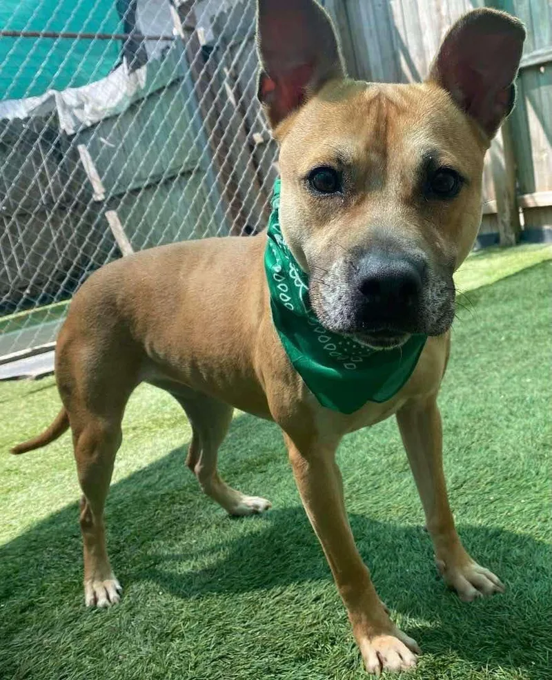 A young medium-sized female Brown / Chocolate American Staffordshire Terrier dog named Rae for adoption in Oak Point, TX