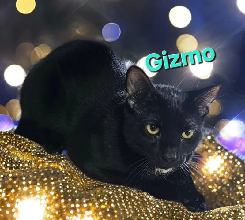 A young medium-sized male Domestic Short Hair cat named Gizmo for adoption in Jim Thorpe, PA