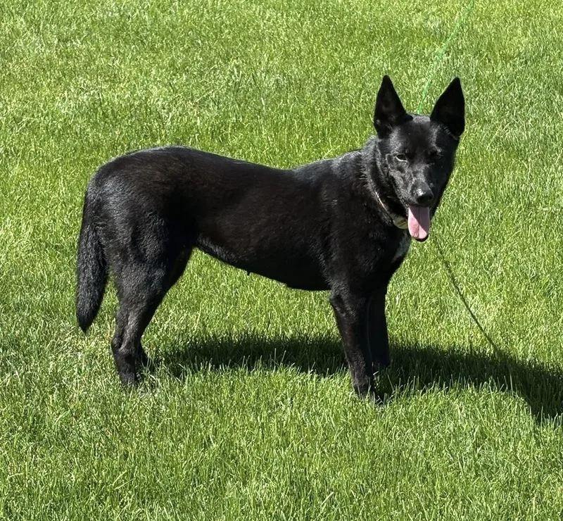 A young large-sized female Black Shepherd dog named Brookie for adoption in McHenry, IL