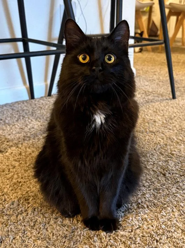 An adult medium-sized male Black Maine Coon cat named Albus for adoption in Nashville, TN