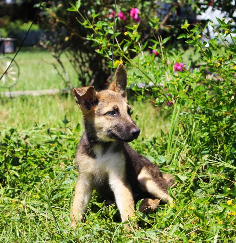 Fynn wks Neuter Contract