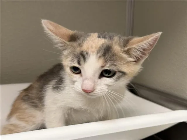 A baby small-sized female Domestic Short Hair cat named Dee Dee for adoption in Tracy, CA