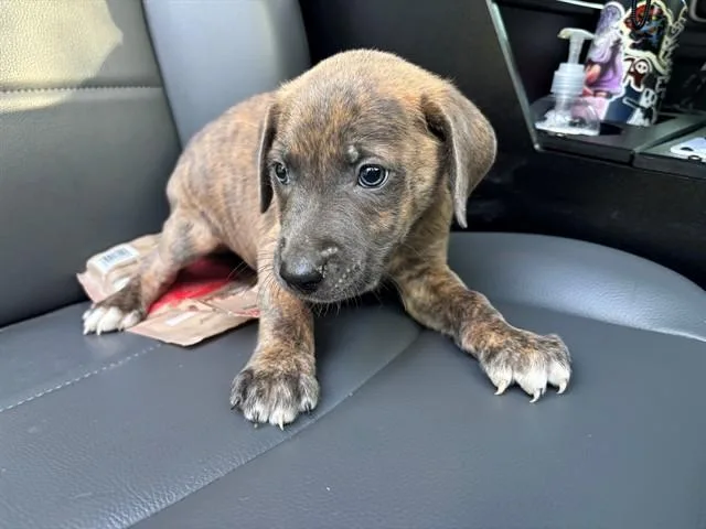 A baby small-sized male Pit Bull Terrier dog named Sprout for adoption in Garland, TX