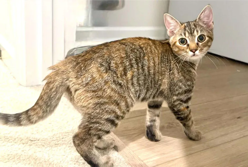 A baby medium-sized female Domestic Short Hair cat named Pammy for adoption in Forest, VA