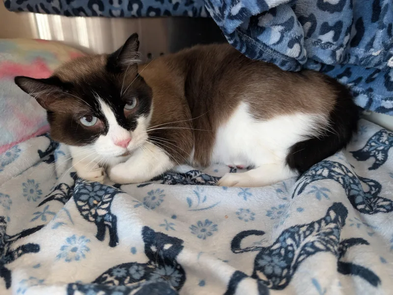 An adult large-sized male Domestic Short Hair cat named Caddy for adoption in Cleburne, TX