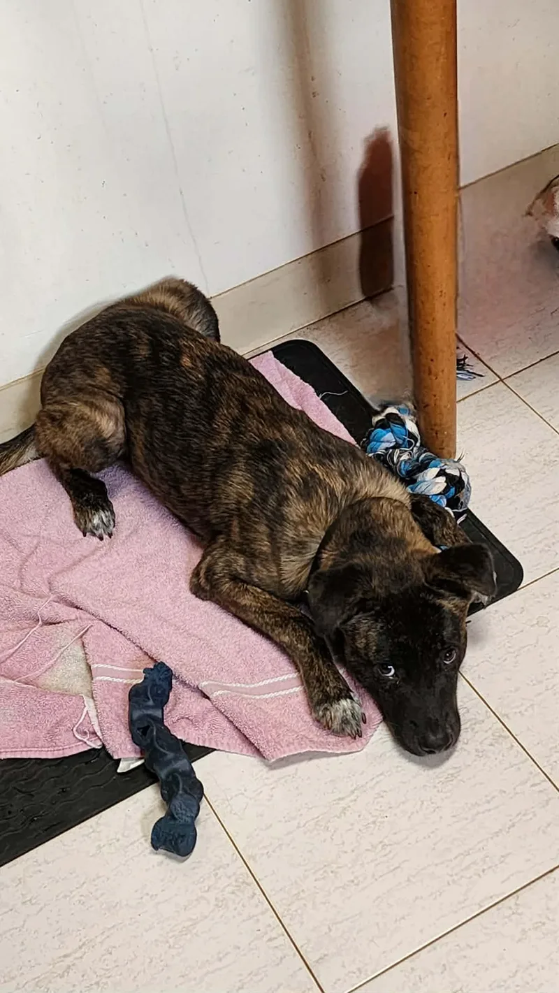 A baby medium-sized male Terrier dog named Vulture for adoption in Kutztown, PA