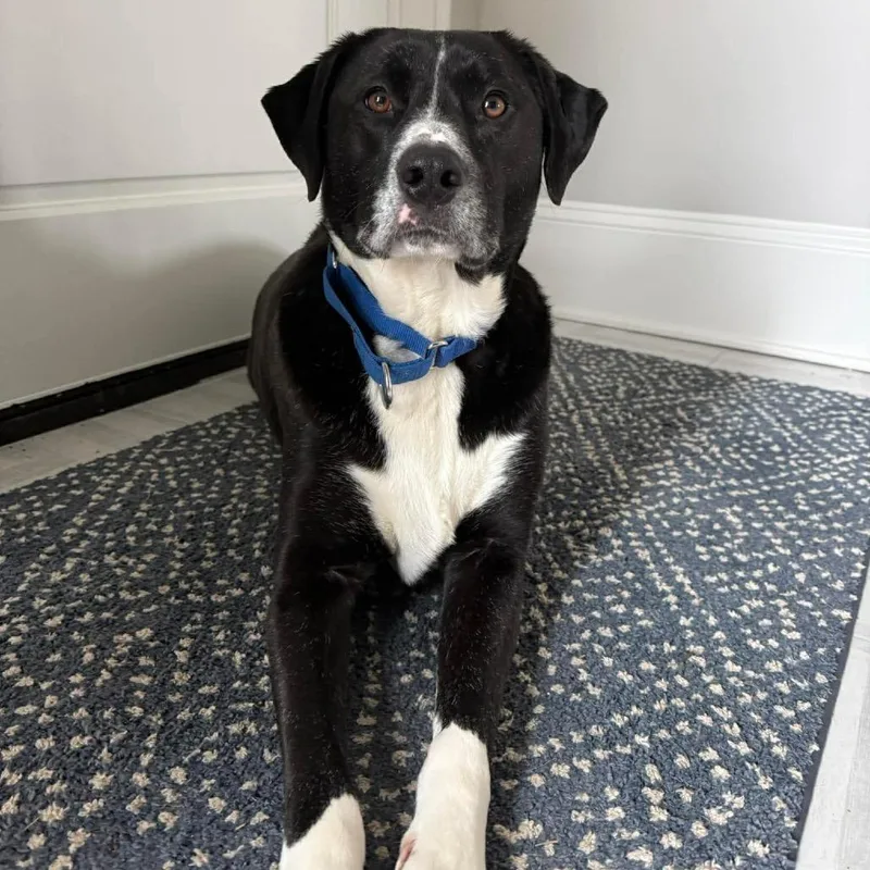 Hambone Hannah thumbnail 2