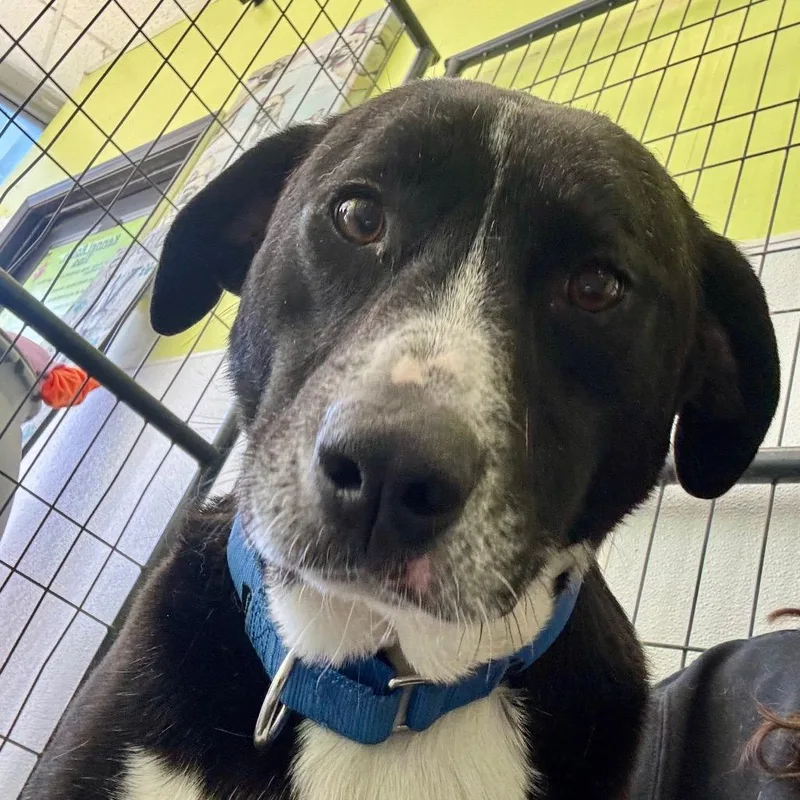 Hambone Hannah thumbnail 3