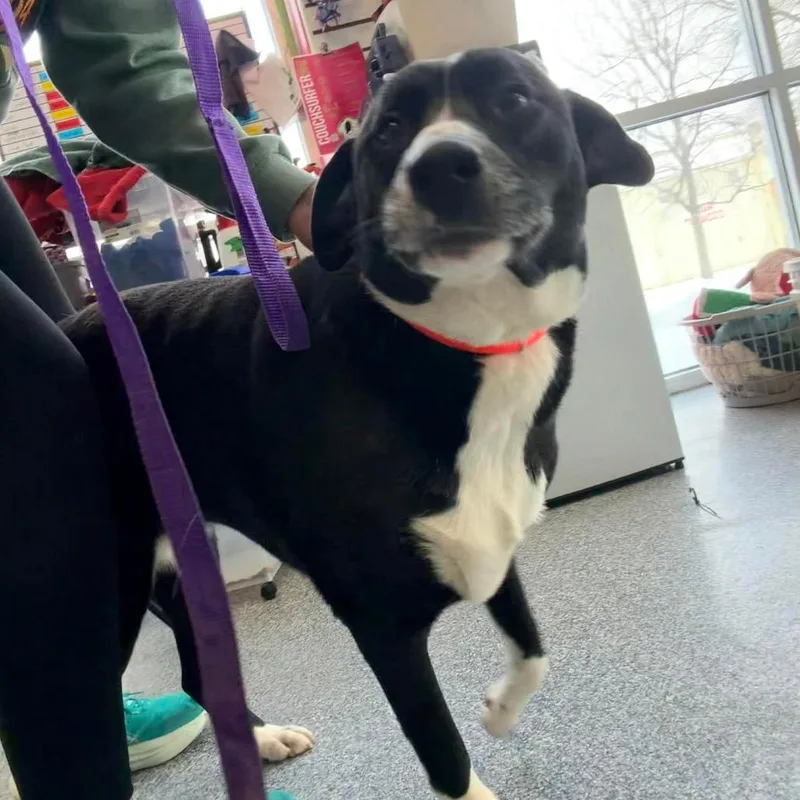 Hambone Hannah thumbnail 4