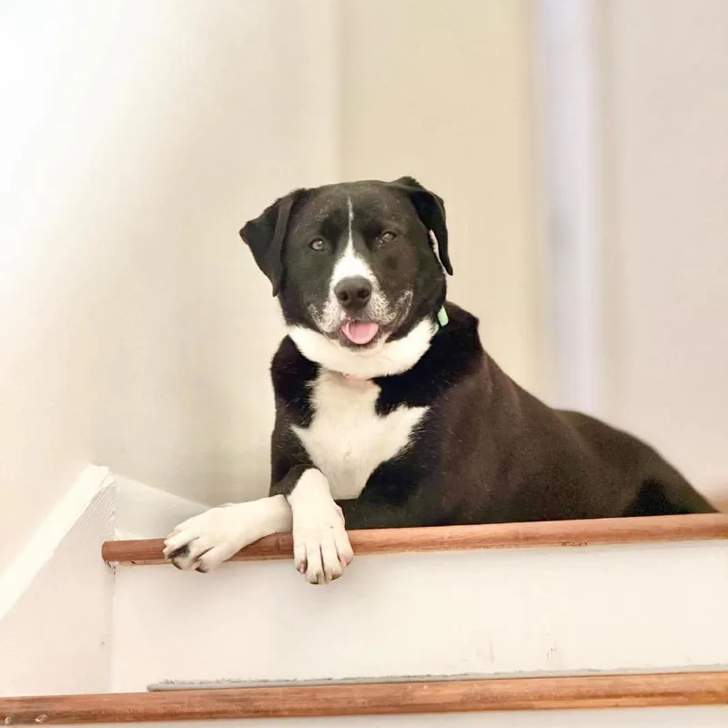 Hambone Hannah thumbnail 5