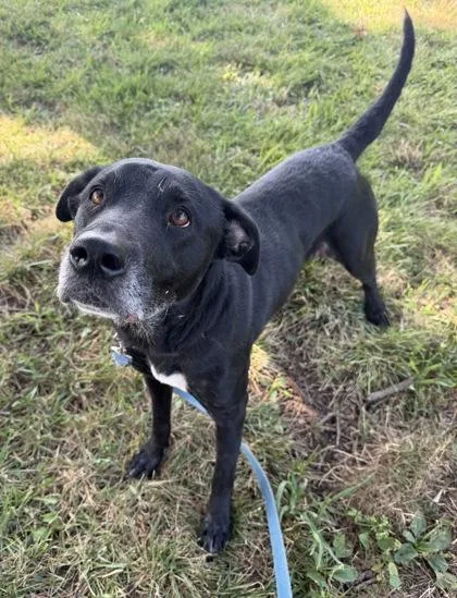 An adult large-sized female Black Labrador Retriever dog named Cecily for adoption in Kansas City, MO
