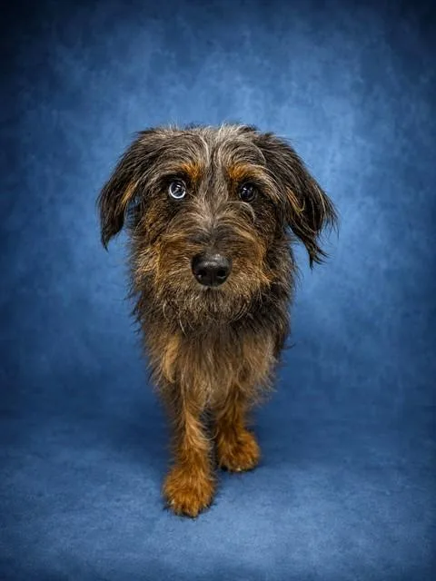 A young medium-sized male Border Terrier dog named Alfie for adoption in Westminster, MD