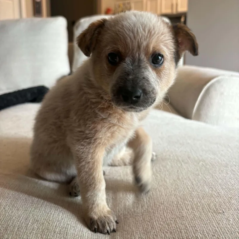 A baby medium-sized male Red / Chestnut / Orange Australian Cattle Dog / Blue Heeler dog named Jameson for adoption in Normal, IL