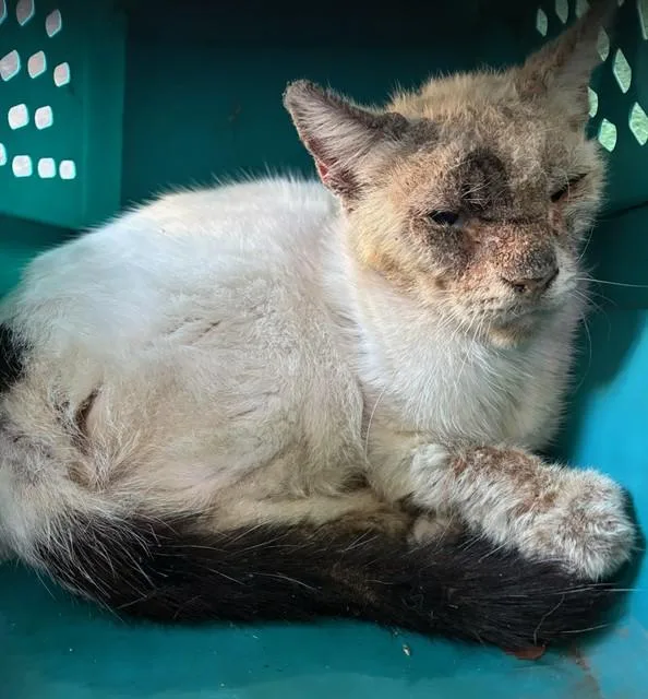 An adult large-sized female Domestic Medium Hair cat named Dot for adoption in Baldwin Park, CA