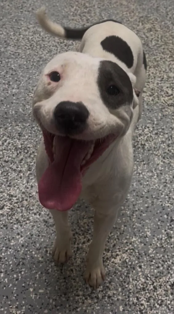 Bella
