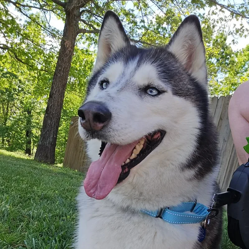 Aspen