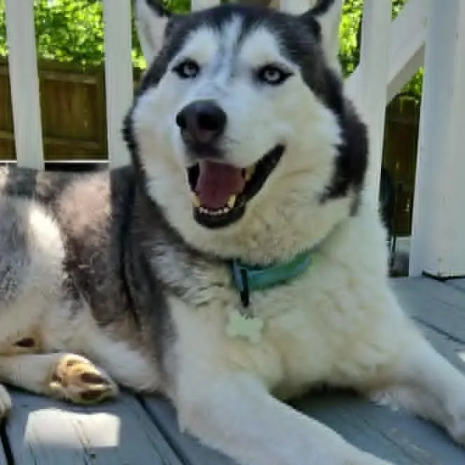Aspen thumbnail 4