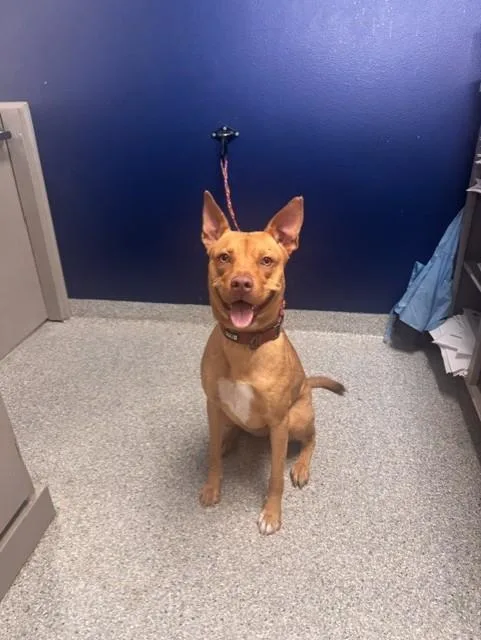 An adult large-sized female Labrador Retriever dog named Pumpkin for adoption in Pasadena, TX