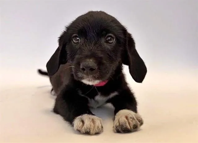 A baby small-sized female Terrier dog named Birdie for adoption in Saint Louis, MO