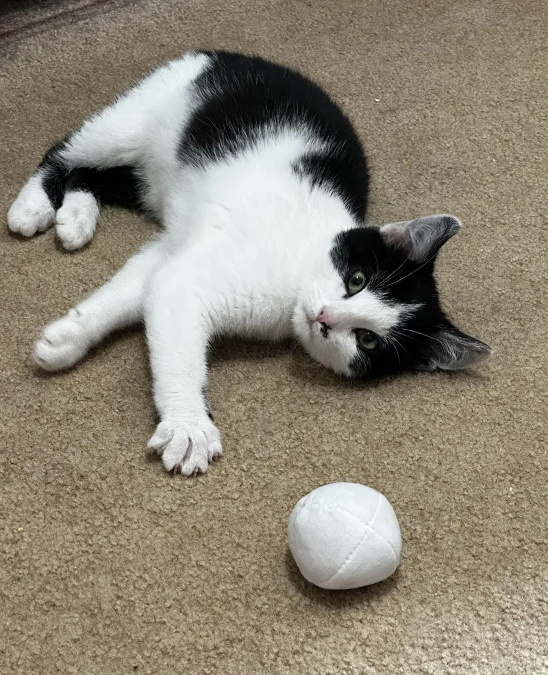 Sylvester thumbnail 2