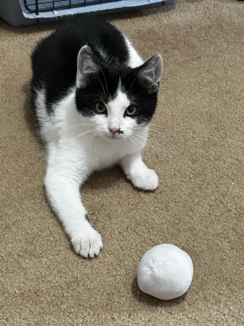 Sylvester thumbnail 3