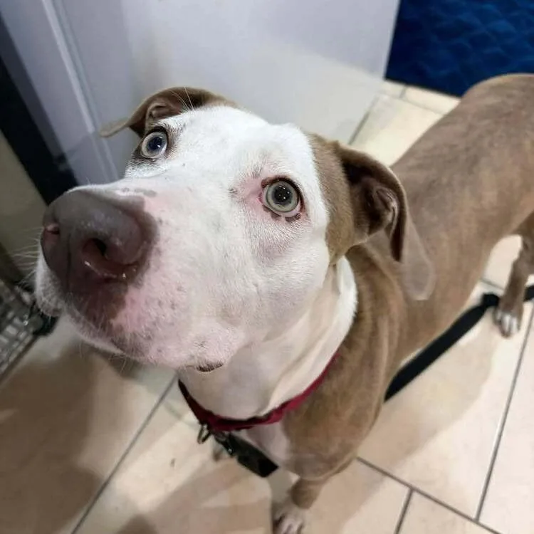 An adult medium-sized female Catahoula Leopard Dog dog named Maggie for adoption in Seminole, FL