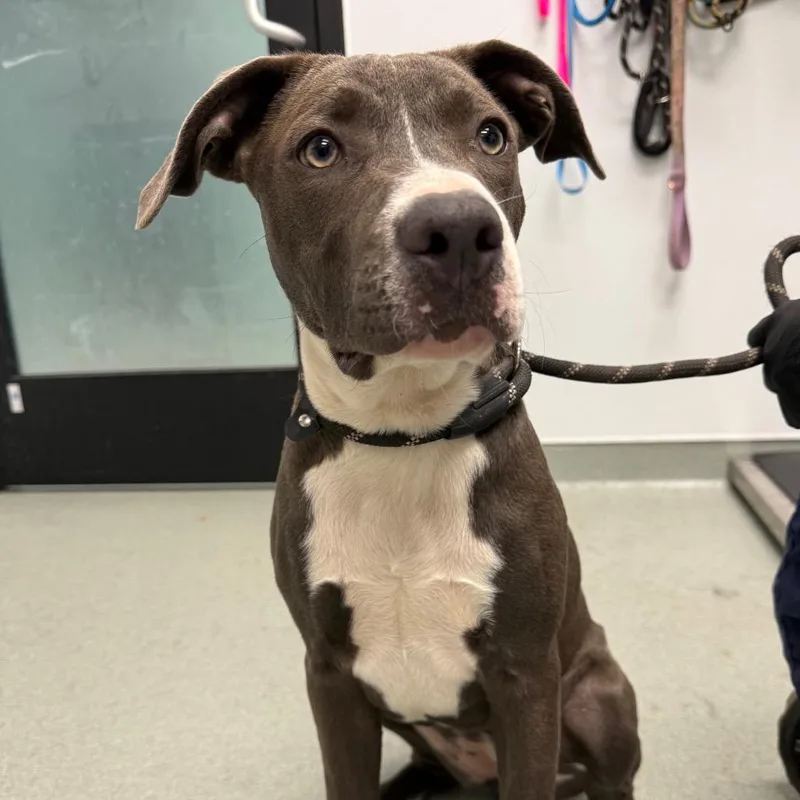A young medium-sized female Gray / Blue / Silver Pit Bull Terrier dog named Sedona for adoption in Abilene, TX