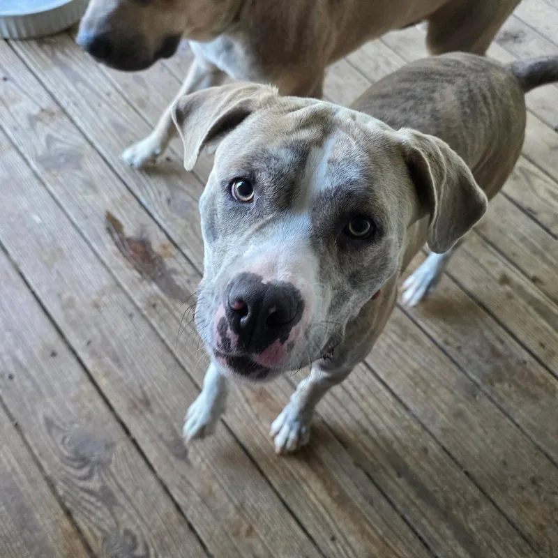 A young medium-sized male Pit Bull Terrier dog named Smokie for adoption in Williamsburg, IA