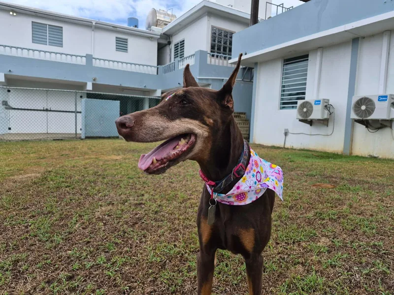 A senior medium-sized female Doberman Pinscher dog named Dutchie for adoption in Rincon, PR