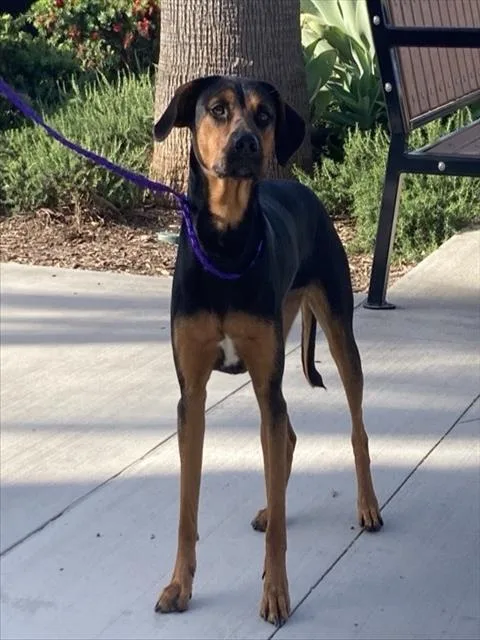 A young medium-sized female Doberman Pinscher dog named Cardi for adoption in Tustin, CA