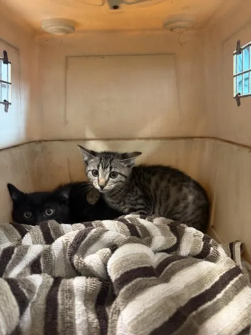 A baby small-sized male Domestic Short Hair cat named Zo for adoption in Chatsworth, CA