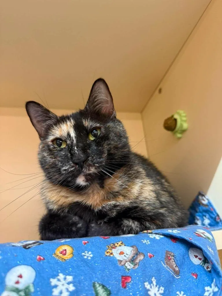 An adult medium-sized female Domestic Short Hair cat named Callie for adoption in Sebastian, FL