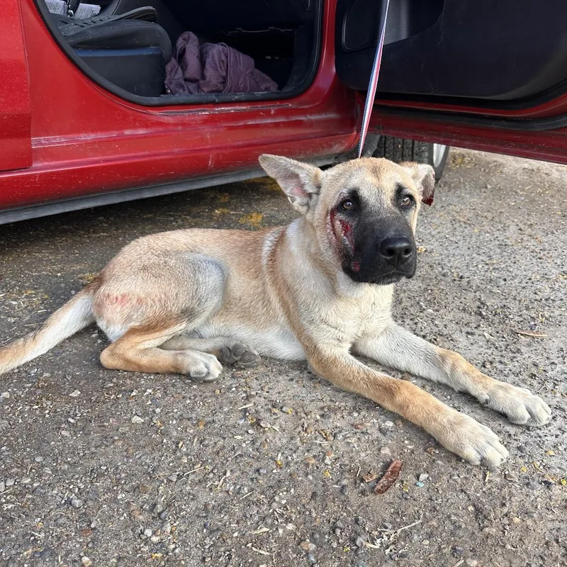 A young medium-sized male Yellow / Tan / Blond / Fawn Shepherd dog named Rusty for adoption in Edinburg, TX