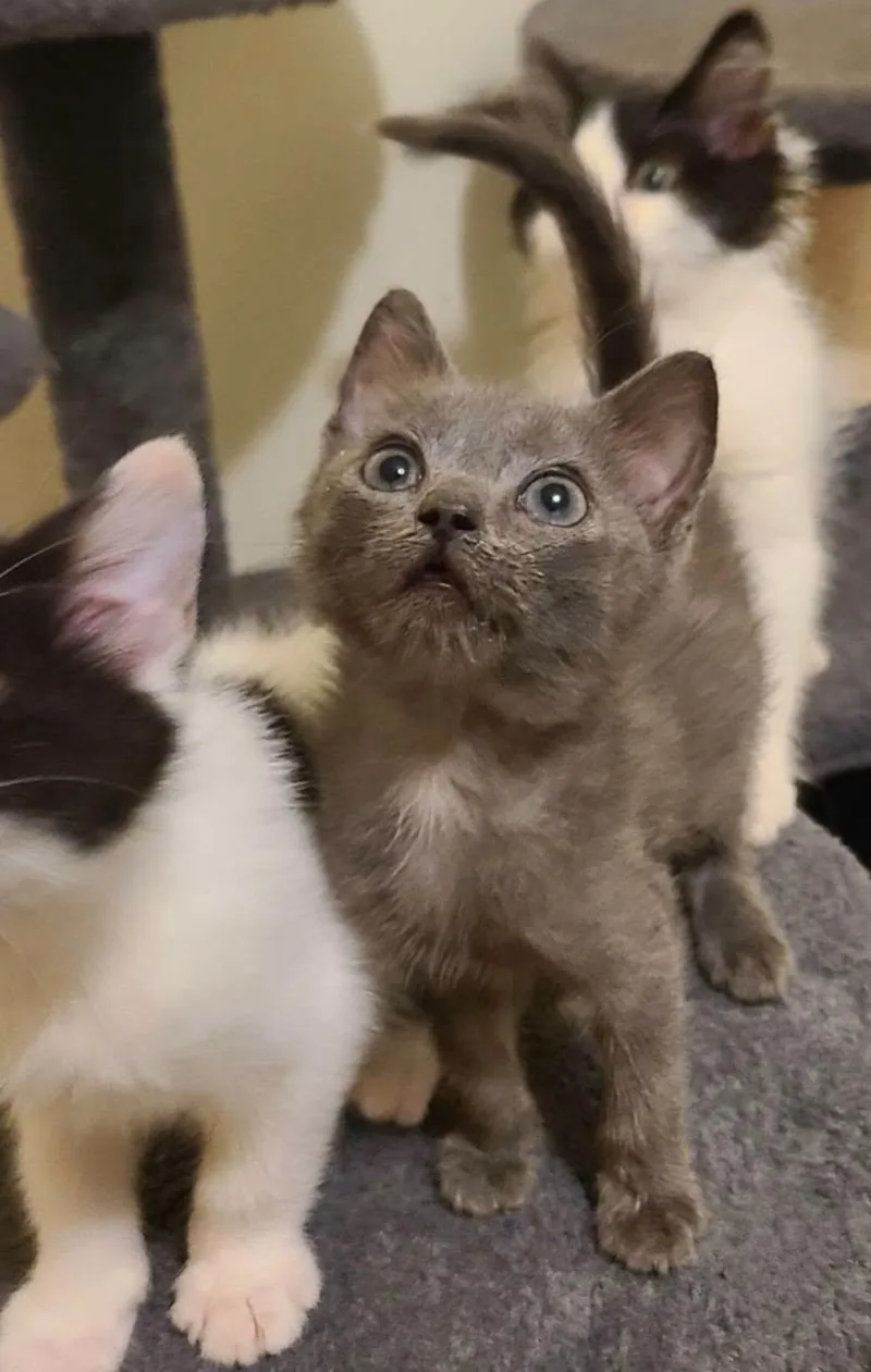 A baby small-sized male Gray / Blue / Silver Domestic Short Hair cat named Pickles for adoption in Ellijay, GA