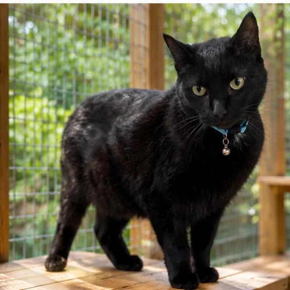 An adult medium-sized male Black Domestic Short Hair cat named Count Chompula for adoption in Orange, CA