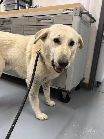 An adult large-sized male Great Pyrenees dog named Asher for adoption in Conway, SC