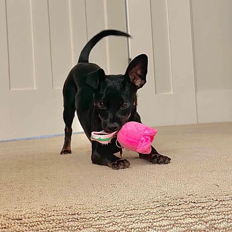 A young small-sized male Chihuahua dog named Azriel for adoption in Covington, WA
