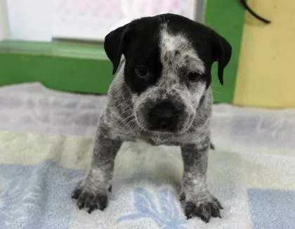 A baby medium-sized male Cattle Dog dog named Ira for adoption in Picayune, MS