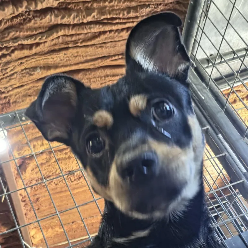 A young small-sized male Mixed Breed dog named Prince for adoption in Leander, TX