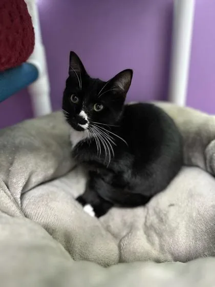 Cosmo