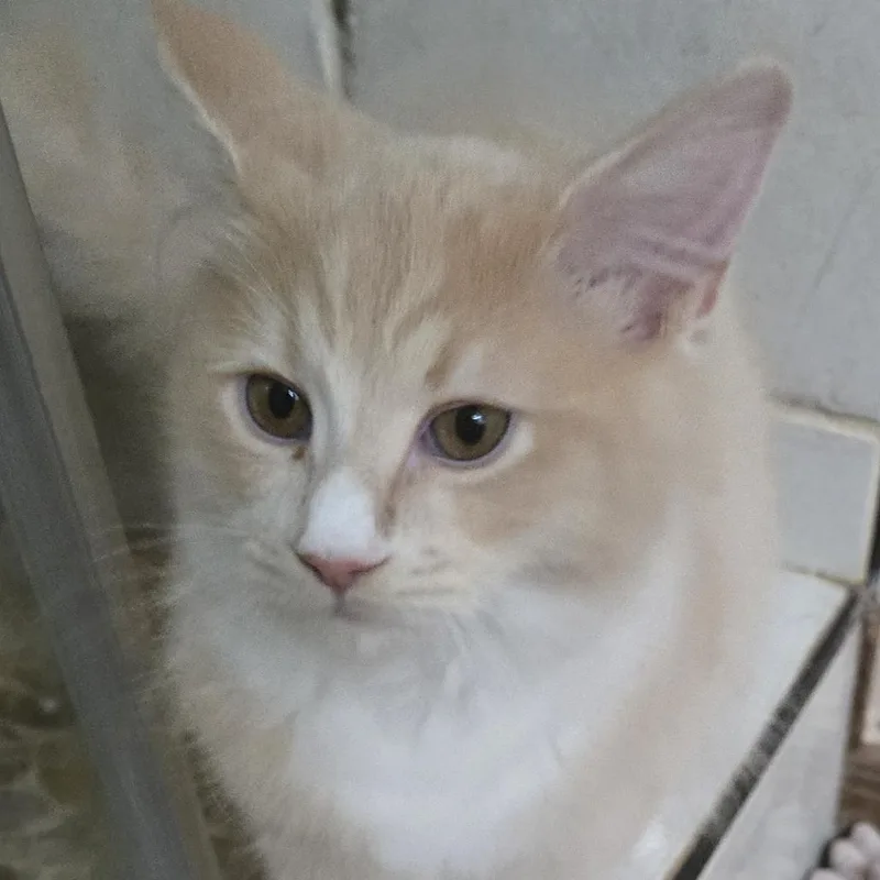 A baby small-sized male Persian cat named Whiskers for adoption in Phoenix, AZ