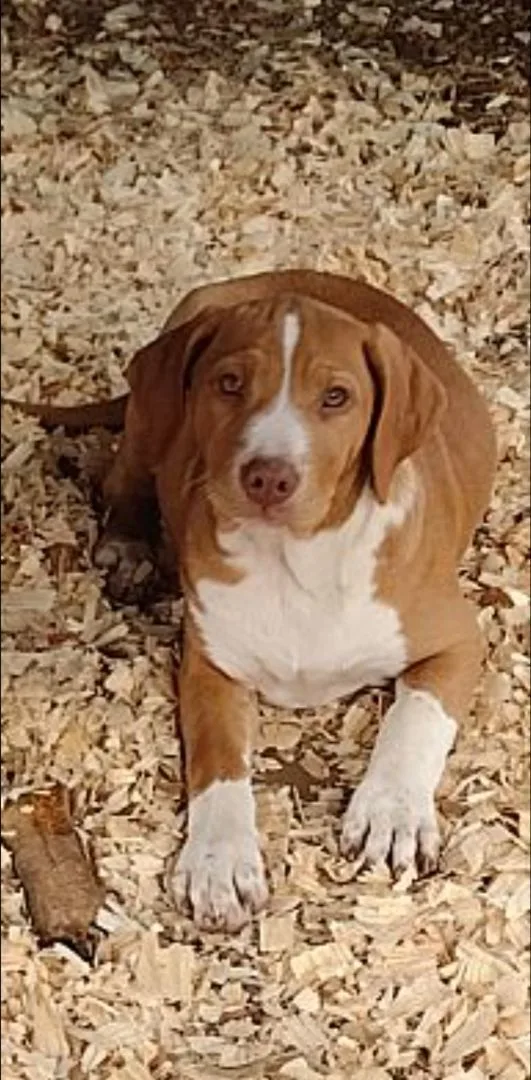 A young large-sized female Red / Chestnut / Orange Labrador Retriever dog named Carmel for adoption in Hayden, AL