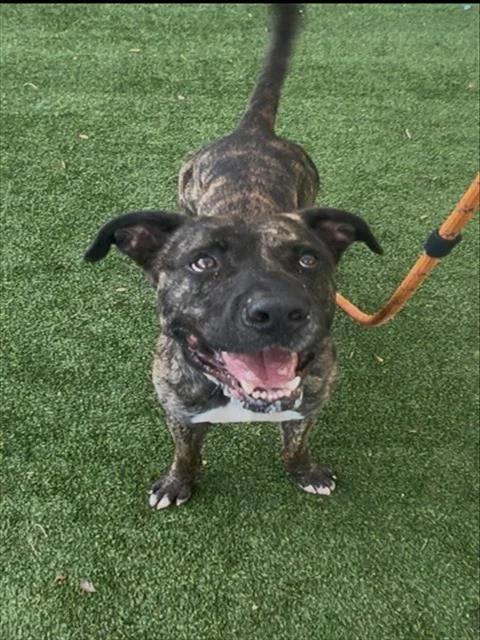 An adult large-sized male Terrier dog named Ace for adoption in Miami, FL