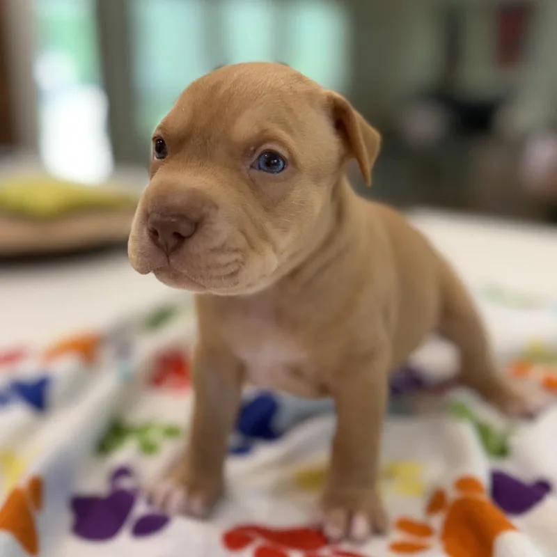 A baby small-sized male Yellow / Tan / Blond / Fawn Catahoula Leopard Dog dog named Porky for adoption in New Orleans, LA