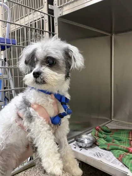 An adult small-sized male Yorkshire Terrier dog named Madeye Moody for adoption in Westland, MI