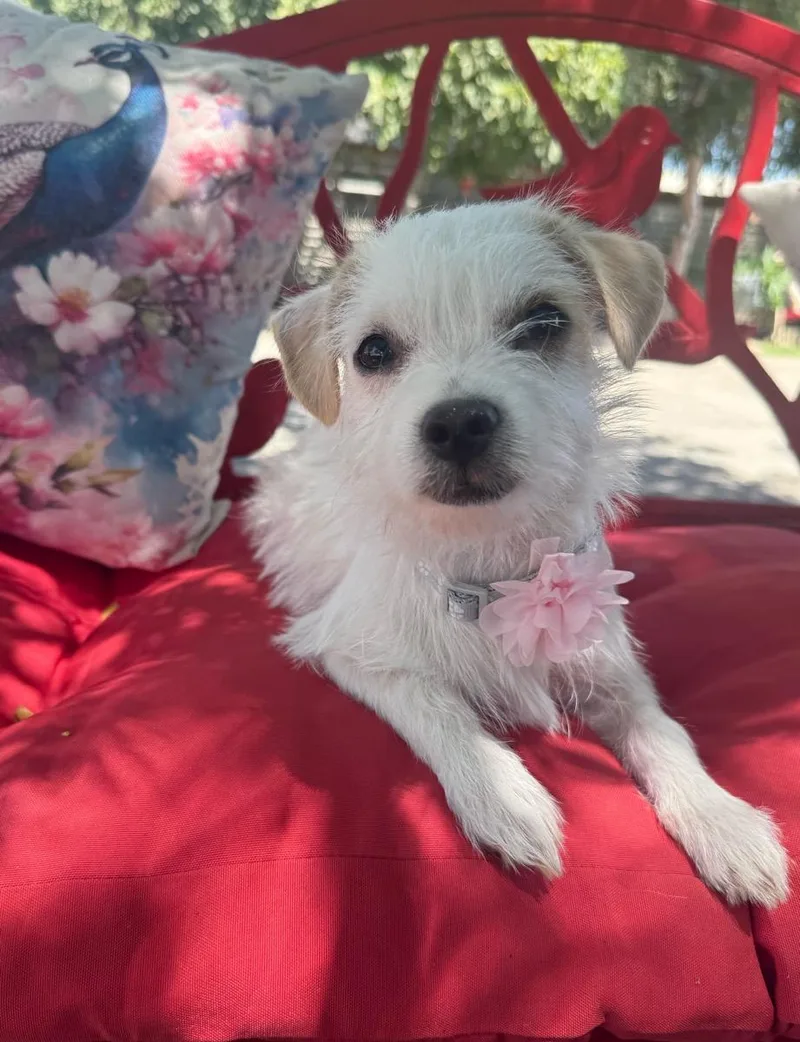 A young small-sized male White / Cream Maltese dog named Carla Grace for adoption in Temecula, CA