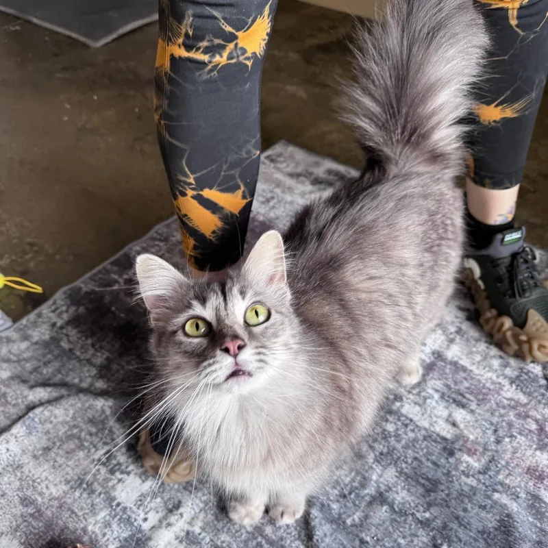An adult small-sized female Gray / Blue / Silver Domestic Medium Hair cat named Frankie for adoption in Fredericksburg, TX