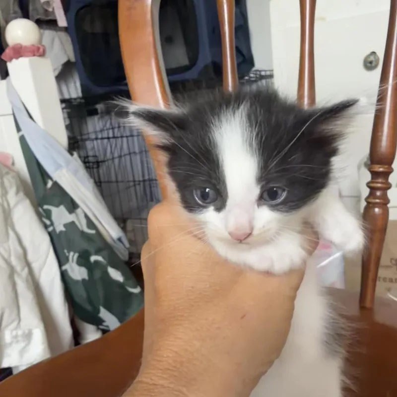 A baby small-sized male White Domestic Medium Hair cat named Rolly for adoption in San Pedro, CA