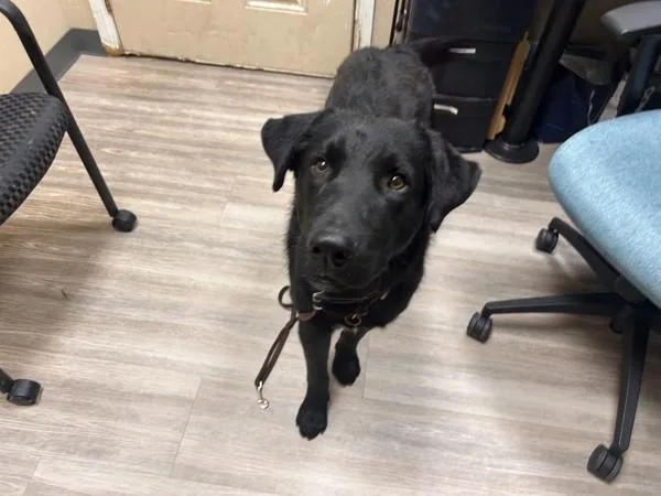 An adult large-sized male Labrador Retriever dog named Fred Again for adoption in Oceanside, CA